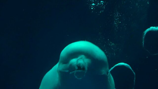 Beluga whale, Delphinapterus leucas, creates multiple bubble rings in a row underwater. Closeup shot of White whale. 4K