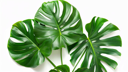 tropical leaves on white background