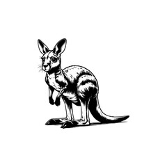 cute animal kangaroo stand pose drawing art style vector illustration