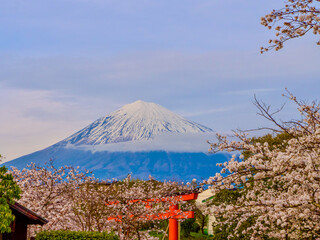 富士山と鳥居