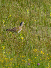 野原に咲く花とケリ