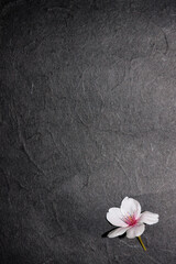 桜の花と黒い和紙