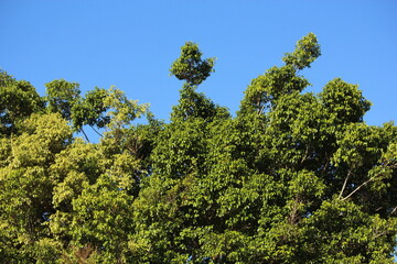 Sky blue and green tree