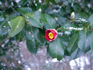 Blooming Uki tsubaki or red Camellia flower and green leaves on snow background as japanese spring...