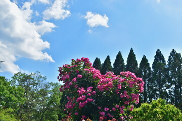 広島　花　庭園　湧永庭園　バラ　薔薇