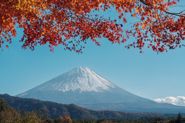 Mount Fuji view at Saiko Iyashino Sato Nenba in Autumn season. Mt Fujisan in Fujikawaguchiko,...