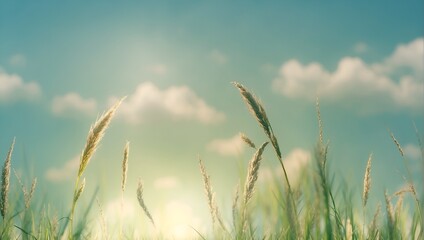 A field of tall grass with a bright blue sky in the background. The sun is shining brightly, casting a warm glow over the grass. The scene is peaceful and serene