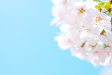 美しく咲き誇る札幌の桜