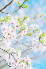 美しく咲き誇る札幌の桜