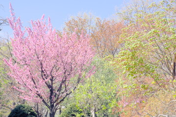 美しく咲き誇る札幌の桜