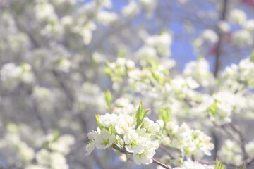 美しく咲き誇る札幌の桜