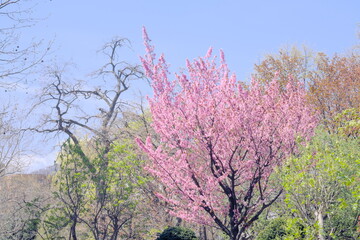 美しく咲き誇る札幌の桜