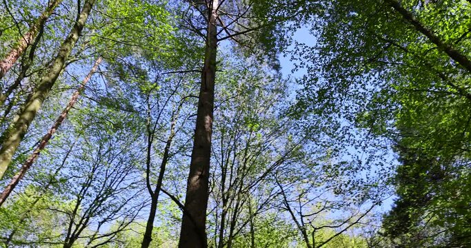 trees with the first foliage in the forest in the spring season, the first foliage on trees in the spring season