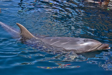 イルカ　哺乳類　大分　つくみイルカ島