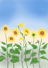 ひまわり畑　背景あり