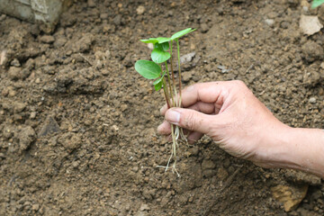 Hands in frame planting seed or sprout to the soil in the garden. Gardening activity with brown soil background. 