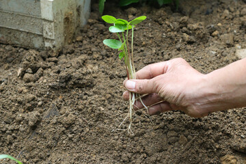 Hands in frame planting seed or sprout to the soil in the garden. Gardening activity with brown soil background. 
