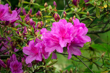Flowering bush of Rhododendron (azalea) Japanese Geisha Purple (Rhododendron obtosum "Geisha Purple") botanical garden Adler, Krasnodar Territory, Sochi, Russia
