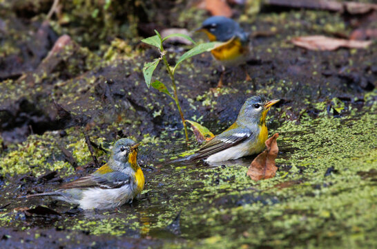 Northern parulas (Setophaga americana)&mdash;tiny birds&mdash;take a bath. Edited from two photos in close succession so you can see two birds' faces. But all three birds were truly this close together. Florida.