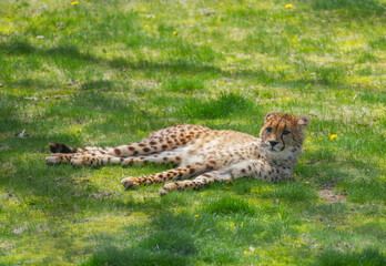 cheetah lying down resting on meadow