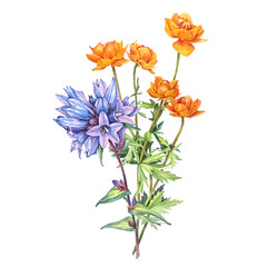 Watercolor bouquet with bellflower and frying flowers Trollius isolated on white background. Yellow orange blue summer wildflower. Herbs for aromatherapy. Botanical clipart for wallpaper or wrapping