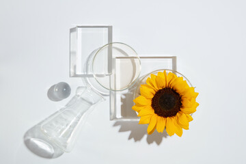Concept of an experiment about sunflower for manufacturing organic products, a few glass platform...