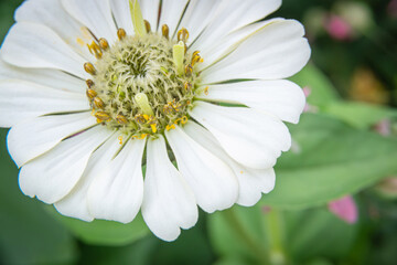 white daisy flower