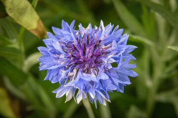 blue flower of a cornflower
