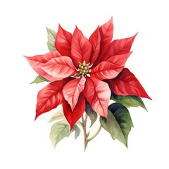 Christmas flower poinsettia. Watercolor hand drawn illustration.