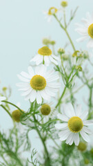 カモミール　ハーブ　薬草植物