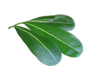 Obraz premium Close up green leaves of plumeria or frangipani tree isolated on transparent background. 