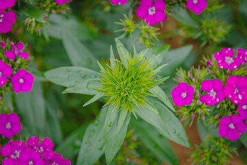 pink flowers in the garden