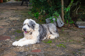 old english shepherd laying on the ground in front of a wall with plants and stones.