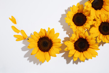 High angle shot photo with sunflowers flat lay on white texture neatly arranged, vacant space for adding text or displaying product which has sunflower as the main ingredient