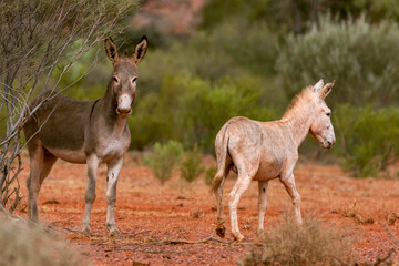 foal and parent