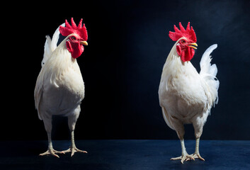 White chicken, farming chicken farm, nature style, rooster, isolated on black background.