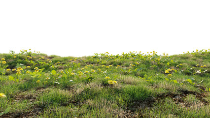 Lush green grass lawn with flowers fresh nature isolated on transparent background 3d render illustration