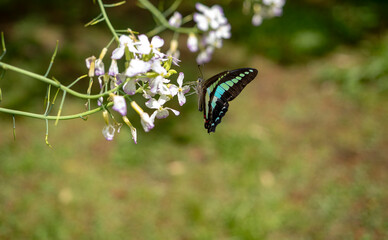 大根の花の蜜を吸うアオスジアゲハ