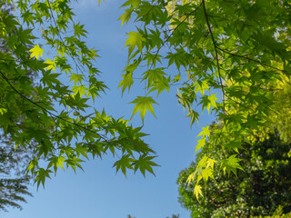 Obraz premium 初夏の青紅葉の空