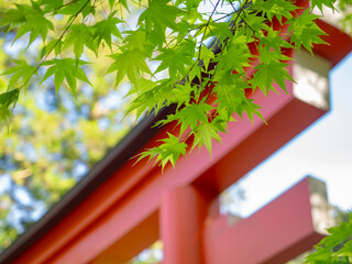 朱色の鳥居と青紅葉