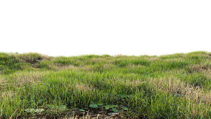 Green field with dry grass, beautiful nature on a transparent background