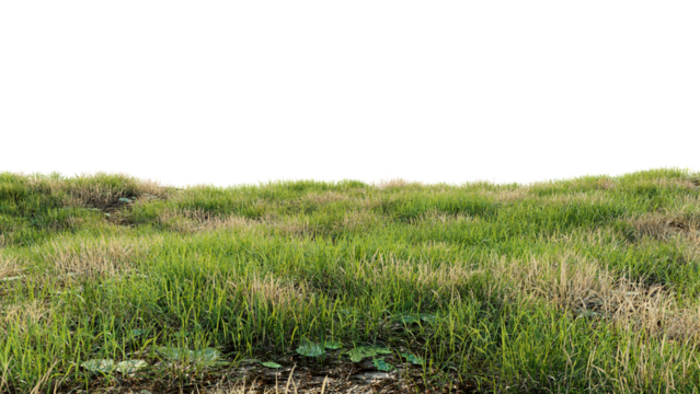 Green field with dry grass, beautiful nature on a transparent background