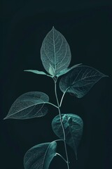 Silhouetted botanical specimen on deep saturated background