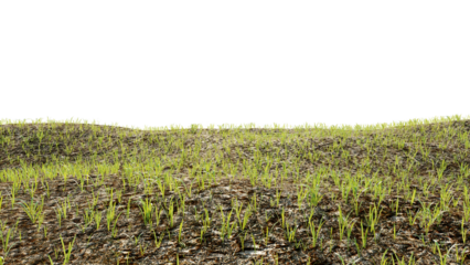 The grass with seedlings on the ground has just been born on a transparent background.