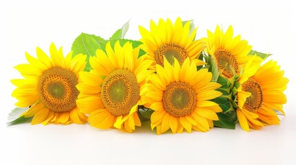 A beautiful arrangement of sunflowers against a white background.