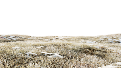 Winter dry grass field on snow floor and transparent background
