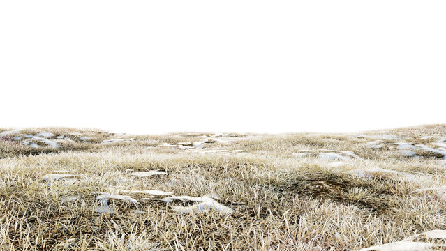 Winter dry grass field on snow floor and transparent background