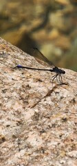 dragonfly on a branch
