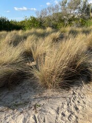 sand dunes and grass