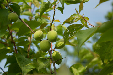 Plums hanging on branches on a farm.